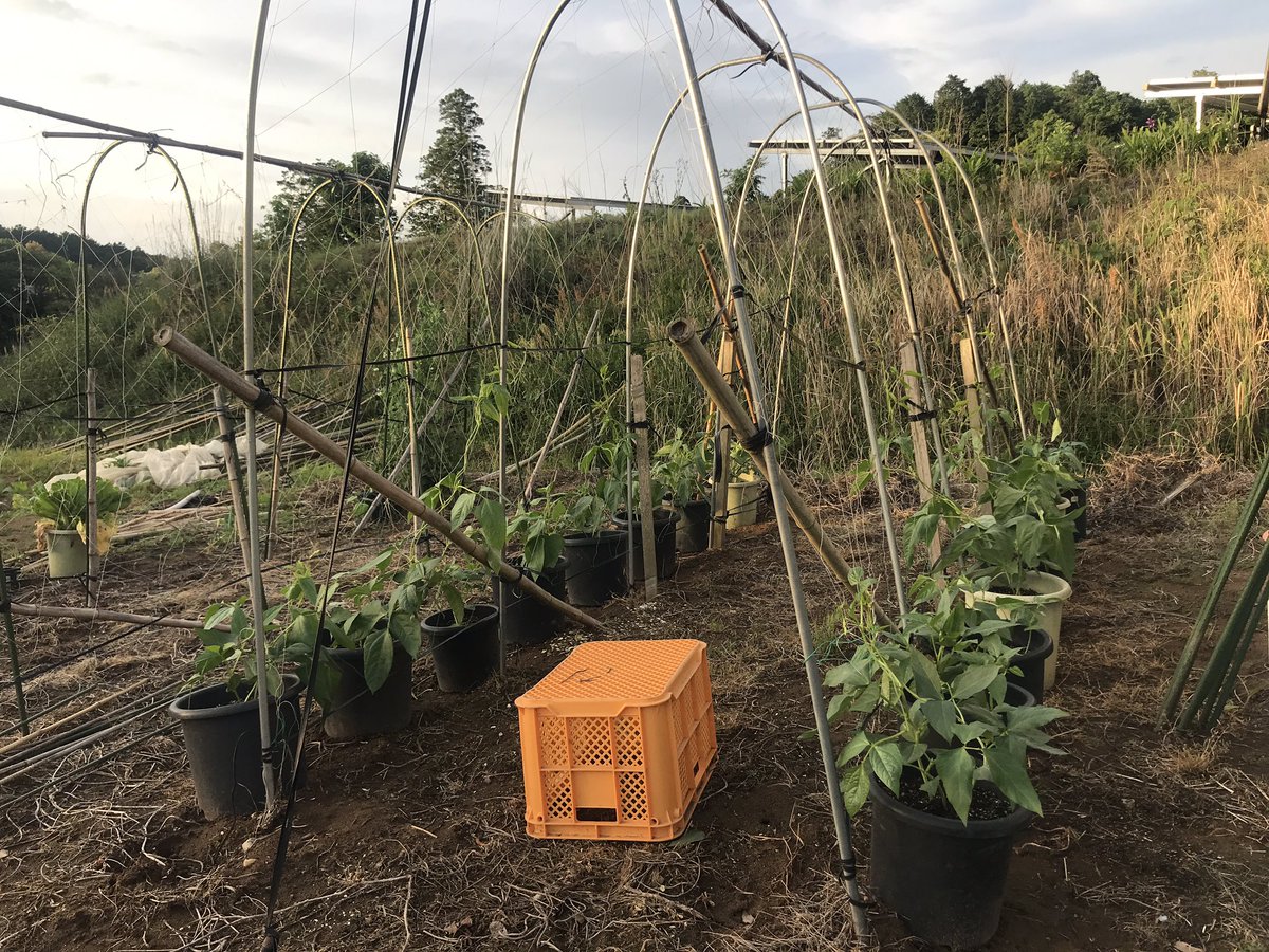 Sriring_emi's tweet photo. ถั่วฝักยาว Yardlong bean https://t.co/MZtzDz8Zle