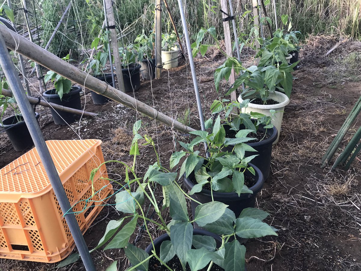 Sriring_emi's tweet photo. ถั่วฝักยาว Yardlong bean https://t.co/MZtzDz8Zle