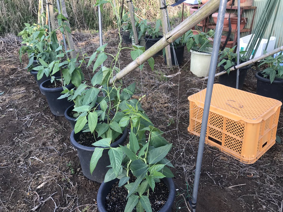 Sriring_emi's tweet photo. ถั่วฝักยาว Yardlong bean https://t.co/MZtzDz8Zle