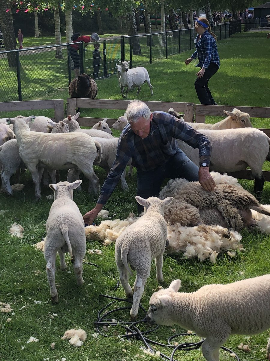 GerritJanGorter's tweet photo. Vandaag leuke activiteiten op de @MMMZorgbrderij #lammertjesdag #schaapscheren Zeker een bezoekje waard. https://t.co/J5L57FRkKQ