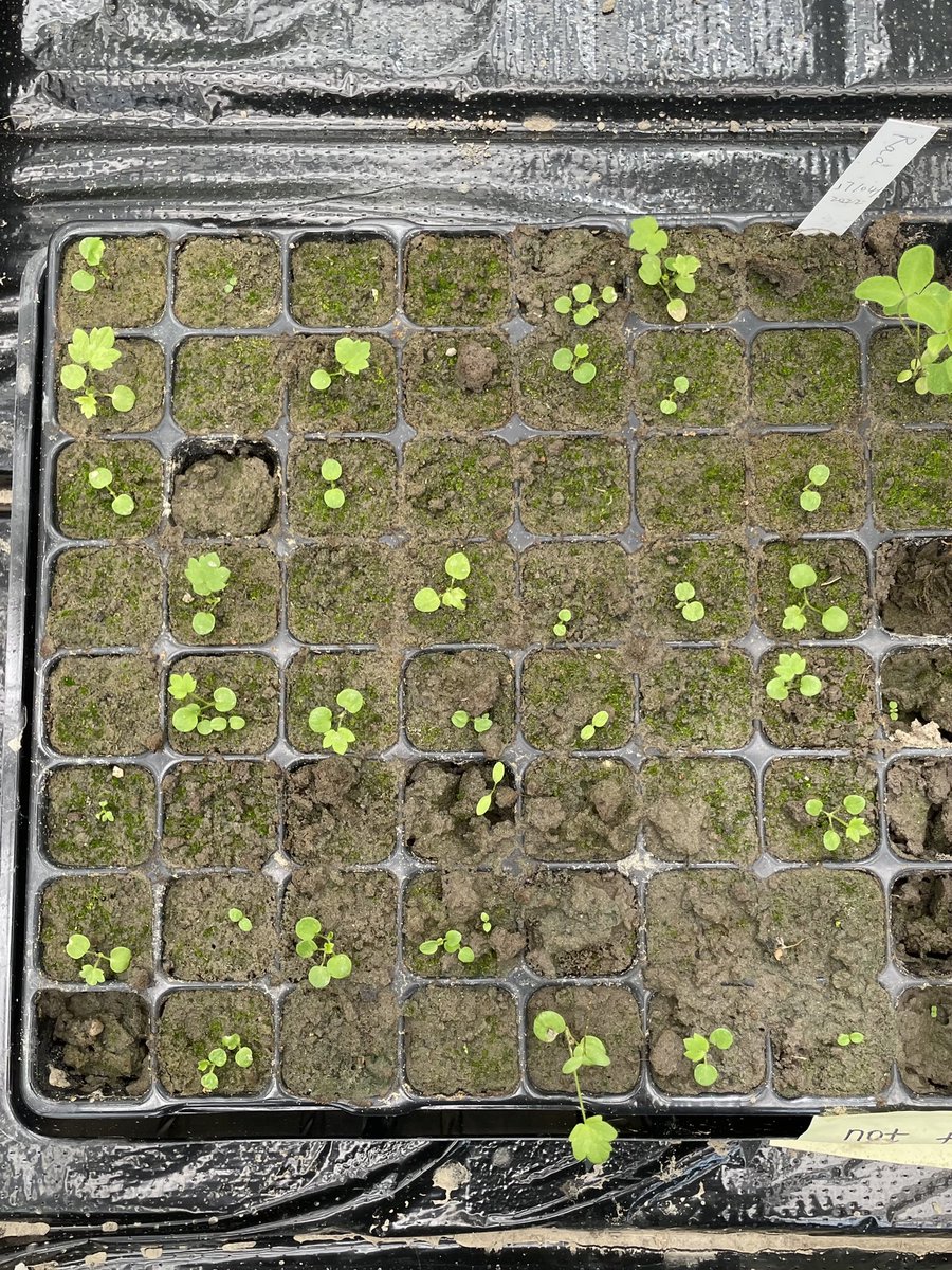 FangbinH's tweet photo. I am super glad that Ranunculus acris I sowed 3 weeks ago has been starting to sprout. I found it is so hard to germinate last year and I almost give up. Do someone know how to ‘rush’ it to germinate? https://t.co/PCsaXcdcHe
