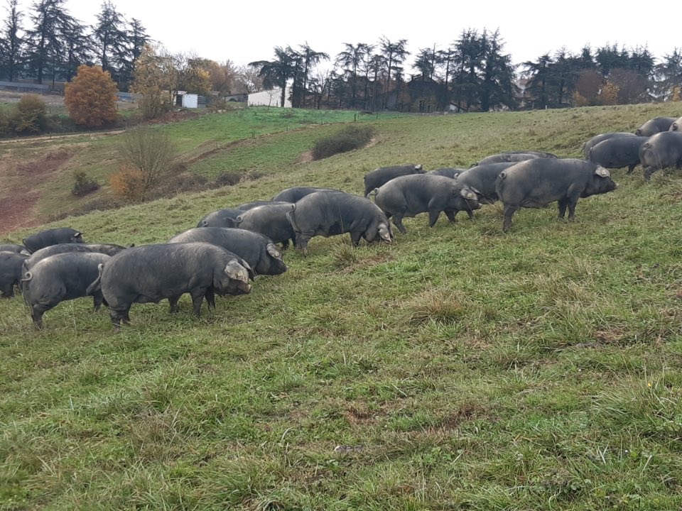 Il sont mignons les petits cochons de Patrick 🐷🐽
#noirdebigorre