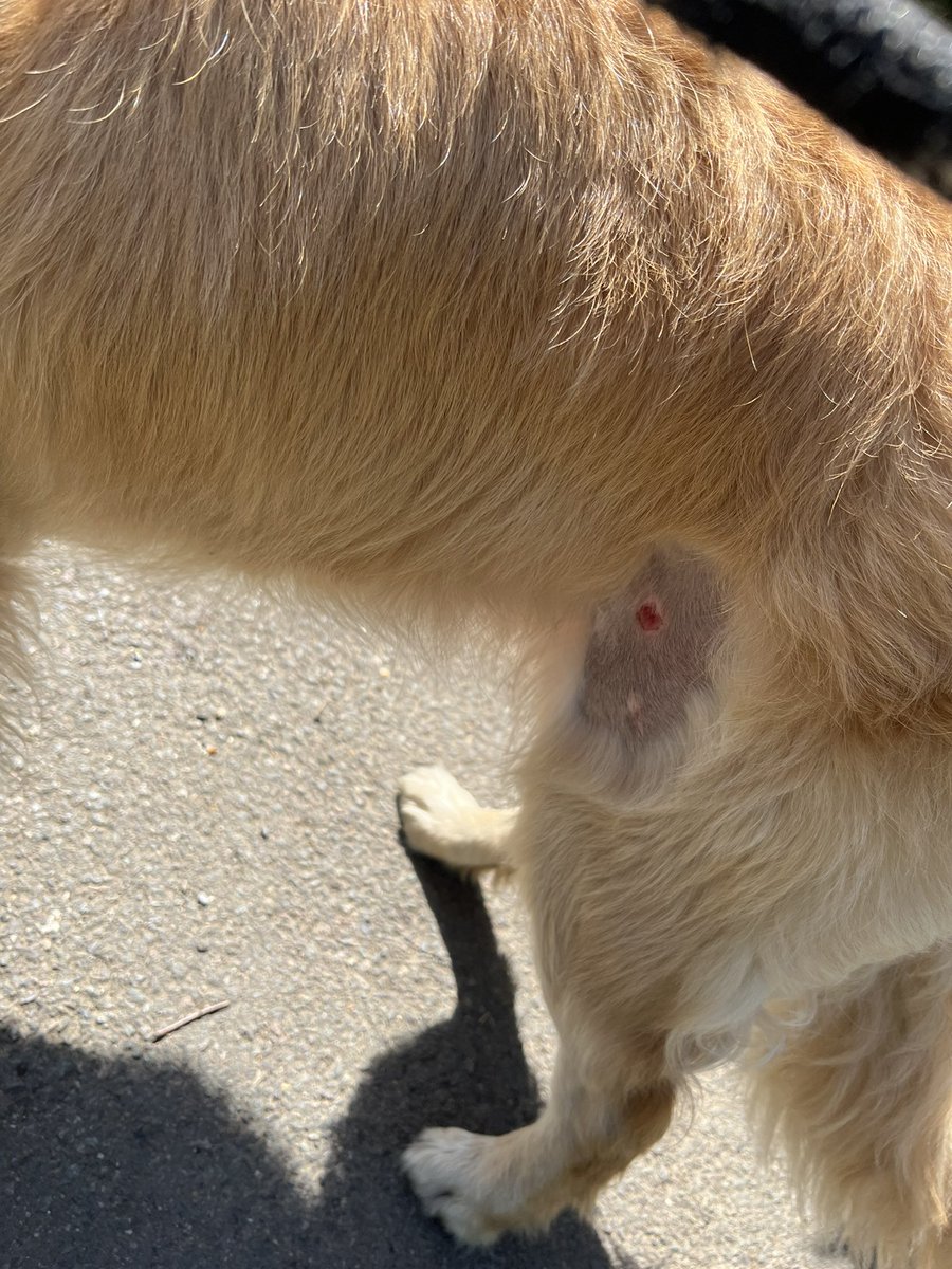 Once again I've had to let go of her lead as we left park so she could run away from an off-lead massive unfriendly dog who went for her. She's only just healing from the last time!! If your dog has crap recall, or goes for dogs on leads...keep them on a blinking lead! 😩