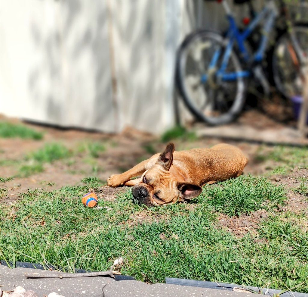 oscarindacity's tweet image. Dog-day afternoon 🤷🏻
#oscarindacity #DogsofTwittter