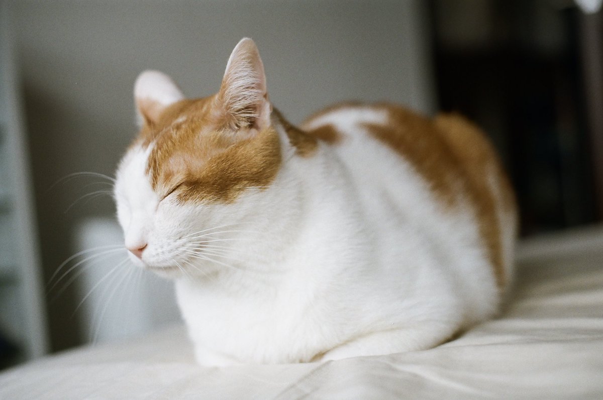 推特的朋友們～由我個人鑄造的NFT發行摟🤣 

這是我用底片相機拍攝貓咪的攝影作品做成的NFT。現在已經在akaswap平台上架，也就是跟ASMeiR NFT一樣的管道，透過Tezos鏈發行，收藏價1 XTZ ，大約是台幣55元。只發行了8個，兩張作品四種色調。有興趣的朋友可以到底下網站看看☺️

lihi1.cc/qhjcI
