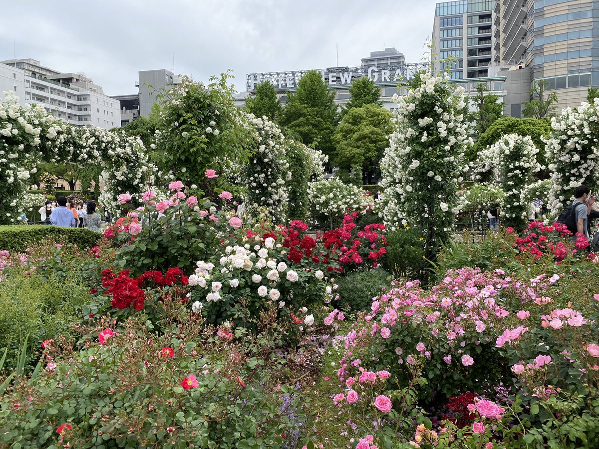 kanoco7's tweet photo. 今日は横浜の山下公園までドライブ。薔薇がこんなに沢山咲いてるとは知りませんでした。綺麗✨
#山下公園 #バラ https://t.co/0waAgbV2tB