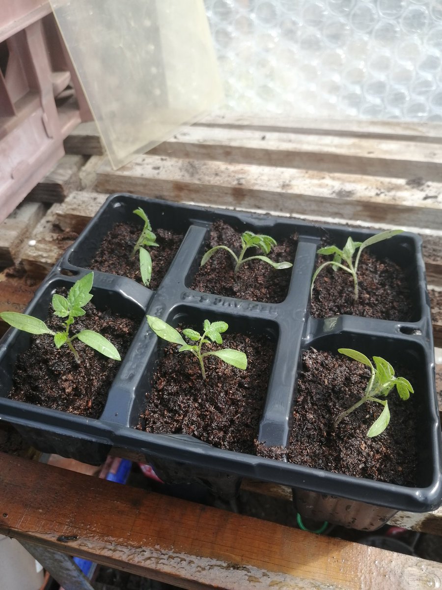 FHSComputing's tweet photo. Miss Mutter has been busy in her garden this morning, potting up the tomato plants grown from seed and planting the seed potatoes. @FHSFamLearning @FHS_LfS #weareFHS https://t.co/Kq6hxPfyaC