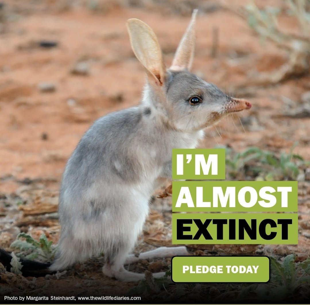 Meldawson6's tweet photo. Don't let it happen! #AusVotes2022 Push, regardless of who is in power, for a commitment to endemic species conservation &amp; protection &amp; a new era of environmental laws that serve purpose...this is our common future...#VoteEnvironment  https://t.co/1PC9KRhBkm @BushHeritageAus https://t.co/YRevrbUMeb