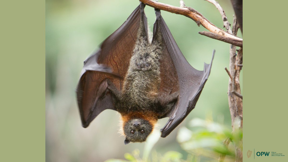HeritageIreOPW's tweet photo. Join Bat Conservation Ireland @kilkennycastle on Monday, 16 May at 9pm for a chance to experience the acoustic world of Irish bat species.
For more detail on this event check out
https://t.co/YYffhqXyg6
#InOurNature #VisitForFree #biodiversity https://t.co/uZG4p4Gn4e