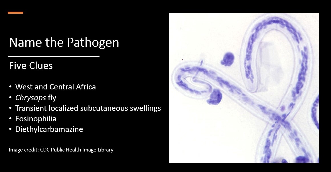 MayoClinicINFD's tweet photo. Weekend Digest
Name the pathogen
Five clues
1. #Chrysops
2. West Central #Africa
3. Transient subcutaneous #swellings
4. #Eosinophilia
5. #Diethylcarbamazine https://t.co/CiAA9e2dOa