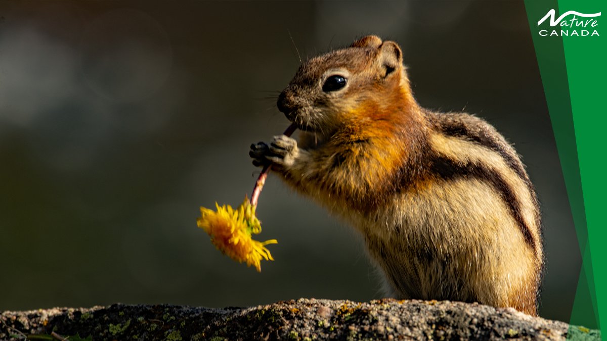 NatureCanada's tweet photo. I picked this dandelion for you, but, uh. Picking dandelions is hungry work! 

Besides plants, this squirrel also eats nuts, seeds, insects, and some fungi that grow underground. 

Golden-mantled Ground Squirrel 📸 Neal Weisenberg https://t.co/rz1TjIN2A2