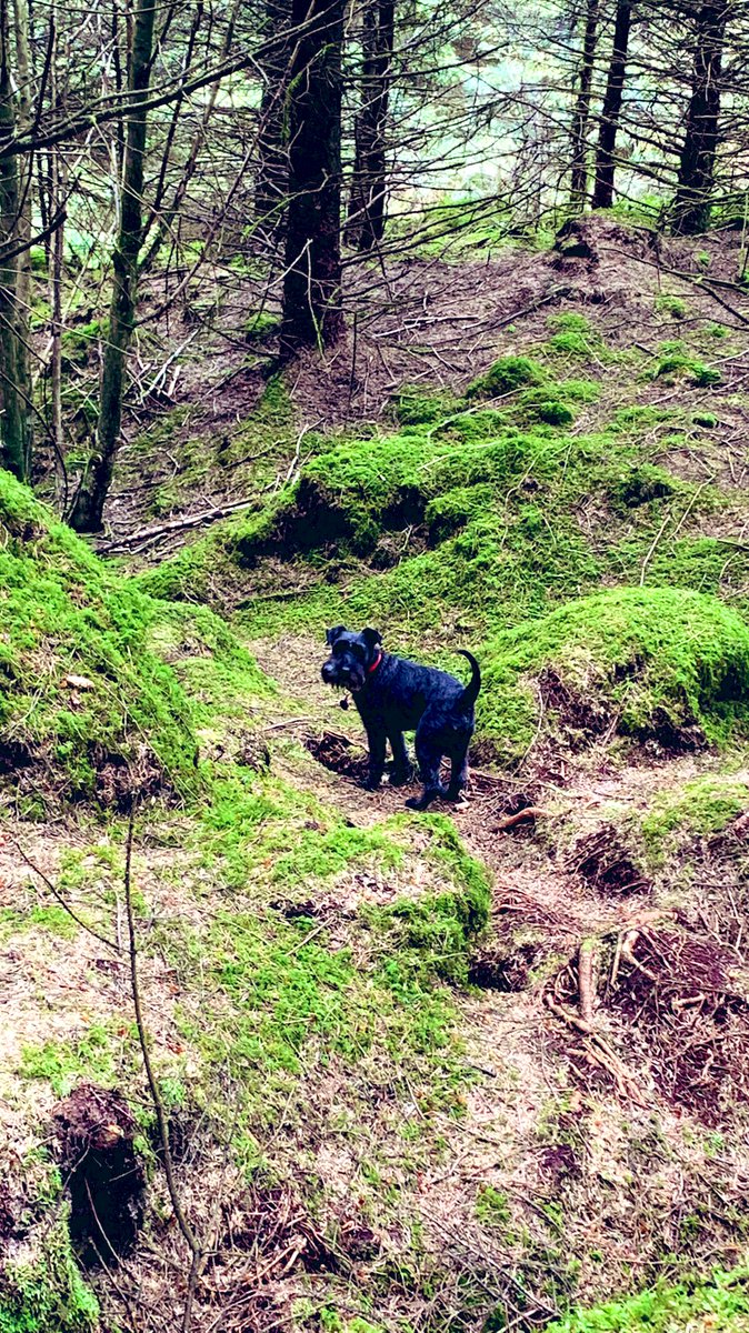 Ticketybooo's tweet photo. Morning walk with Oscar who went exploring in the woods #SchnauzerGang #itsadogslife #walkies #forest #schnauzer #dogsoftwitter #nature #countydown #green #glacial #erratics #mournes #aonb https://t.co/FejZmTZIdf