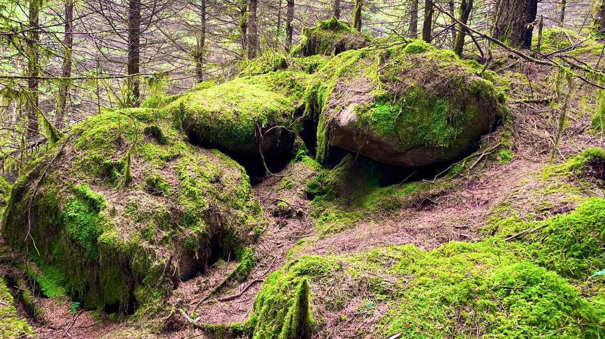 Ticketybooo's tweet photo. Morning walk with Oscar who went exploring in the woods #SchnauzerGang #itsadogslife #walkies #forest #schnauzer #dogsoftwitter #nature #countydown #green #glacial #erratics #mournes #aonb https://t.co/FejZmTZIdf
