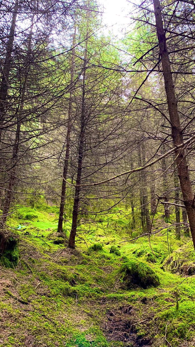 Ticketybooo's tweet photo. Morning walk with Oscar who went exploring in the woods #SchnauzerGang #itsadogslife #walkies #forest #schnauzer #dogsoftwitter #nature #countydown #green #glacial #erratics #mournes #aonb https://t.co/FejZmTZIdf
