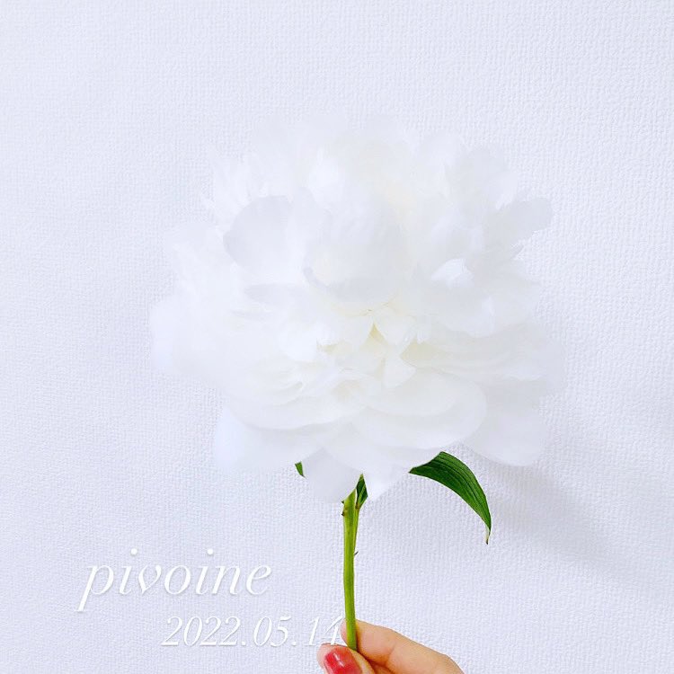 CS_mujoca13's tweet photo. pivoine..🤍
芍薬の花の季節
私にとって特別なお花です🕊 𓈒 𓂂𓏸
癒される☁️☁️
#芍薬 #お花のある暮らし #roseofmay https://t.co/jwWGFX7uzN