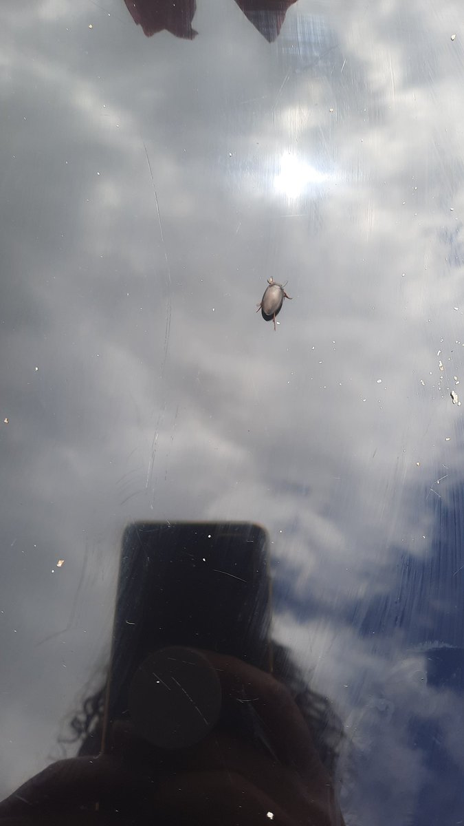 Wtf are these? They're swarming round our breakfast