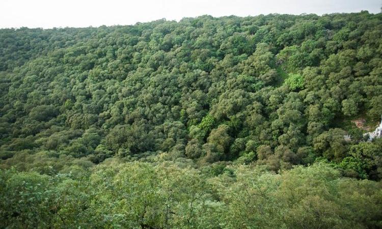IndiawaterP's tweet photo. Unscientific #tree plantation can cause more harm than good, finds study
https://t.co/p5A2of6BPu https://t.co/HrgKNFZsoc