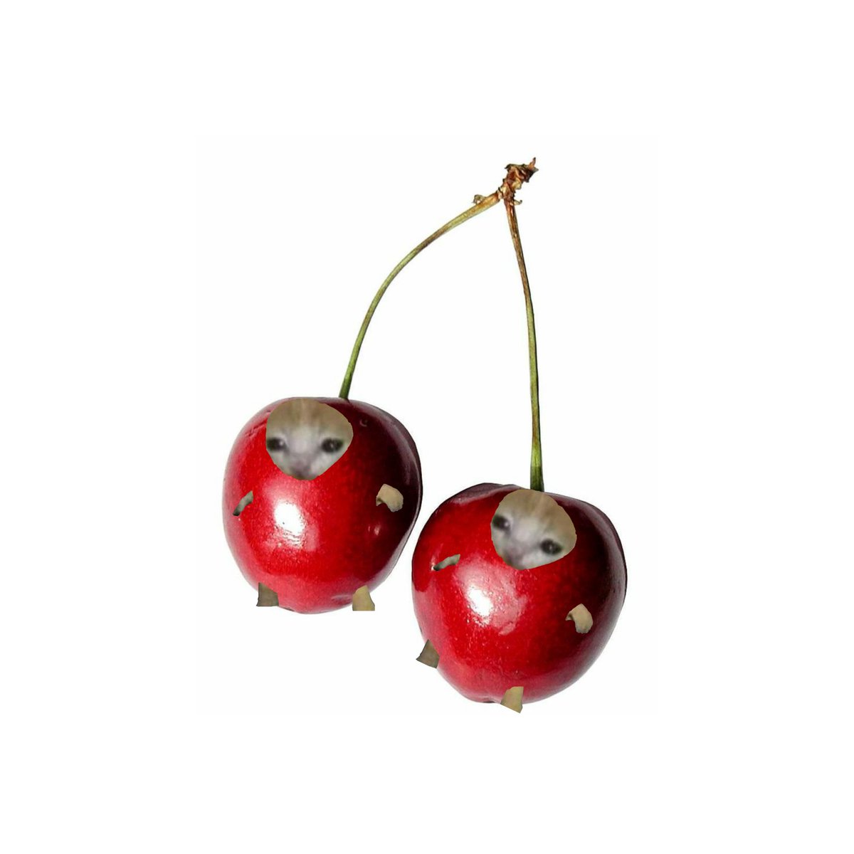 cattoeverywhere's tweet photo. you+me= cherry-cattos https://t.co/LmHRad2tYc