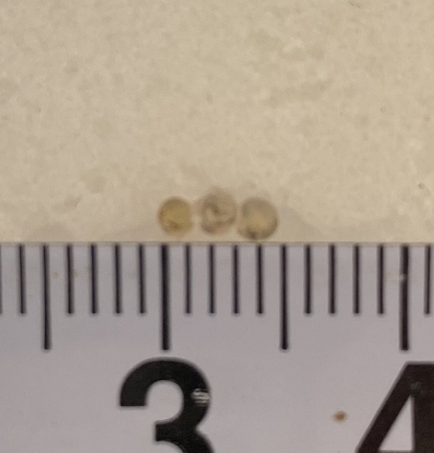 Corycafe コリドラス好き Brfrvulecre9yeg こんばんは 産まないですか なんでだろう 雄だけ雌だけってあるのかな Twitter