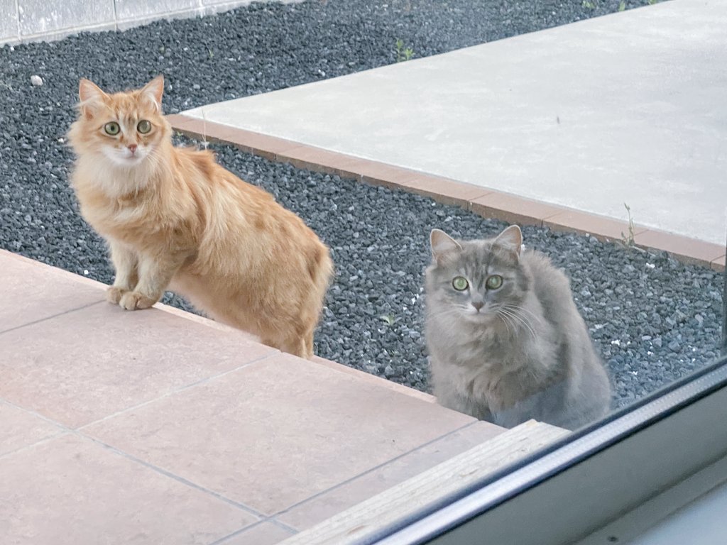 また家に新たなかわいい 野良猫か飼い猫か分からん猫が来た そしてまた名前をつけた 赤いきつねとみどりのたぬき だ 野良猫 地域猫 捨て猫 T Co Qfqmmj2bjn Twitter