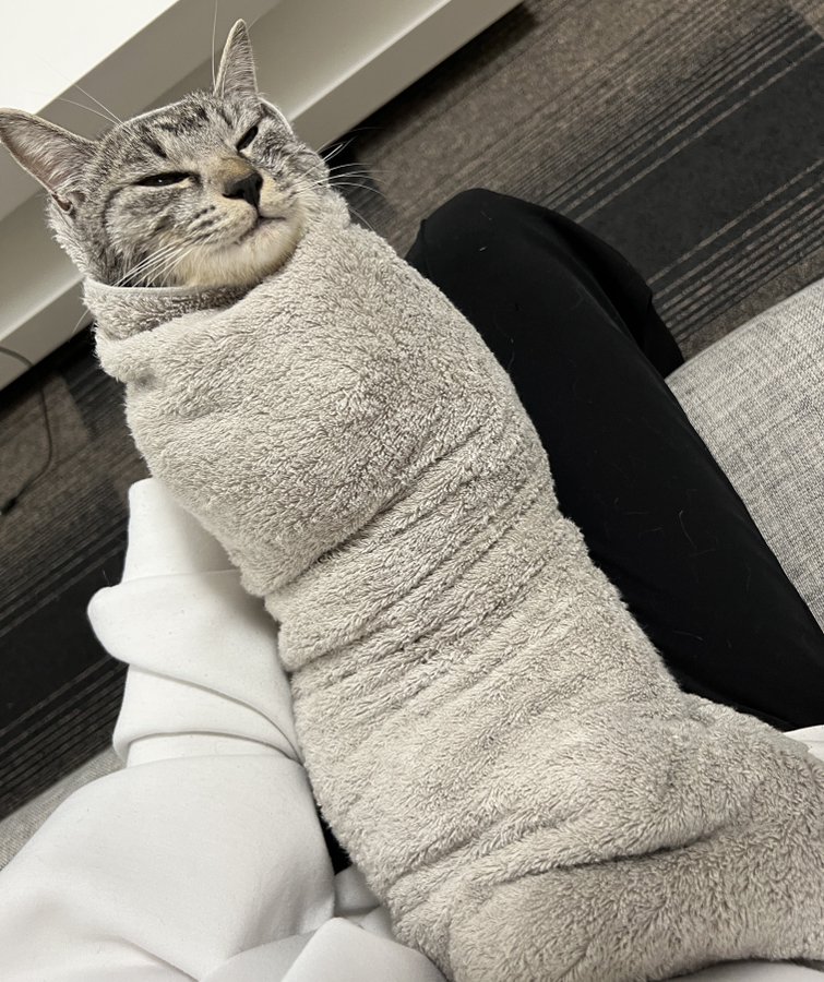 子猫をおくるみすると可愛い と聞いたので試してみたら こけしになった子猫に爆笑 絶対売れる 猫ミイラ まいどなニュース