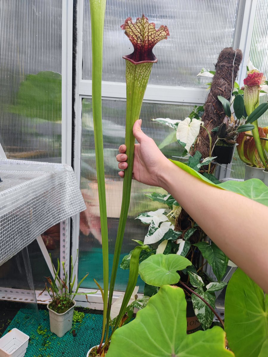 zczza2's tweet image. 好长好喜欢🤩