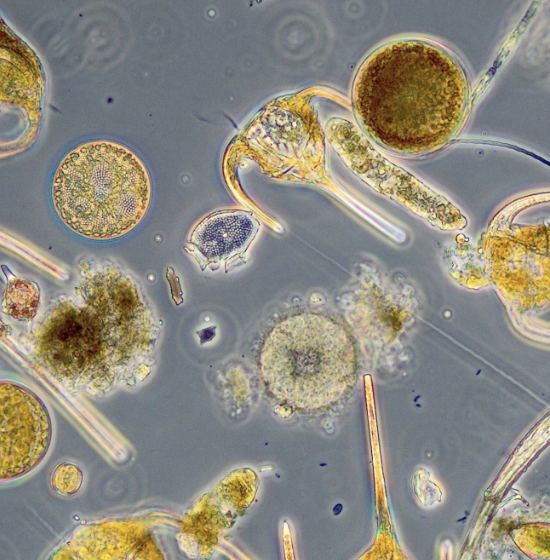MikiBalint's tweet photo. https://t.co/rn1LLgU7bJ
PhytoArk website now online! Exploring 8000 years history of Baltic phytoplankton with #sedaDNA, with Inga Hense, @laura_epp @JulianeRomahn @alex_schmidt13 @Ostseeforschung @geobiodiversity @HELCOMInfo @UniKonstanz @LOEWE_TBG @unihh https://t.co/OHO0uVG78U