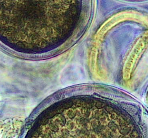 MikiBalint's tweet photo. https://t.co/rn1LLgU7bJ
PhytoArk website now online! Exploring 8000 years history of Baltic phytoplankton with #sedaDNA, with Inga Hense, @laura_epp @JulianeRomahn @alex_schmidt13 @Ostseeforschung @geobiodiversity @HELCOMInfo @UniKonstanz @LOEWE_TBG @unihh https://t.co/OHO0uVG78U
