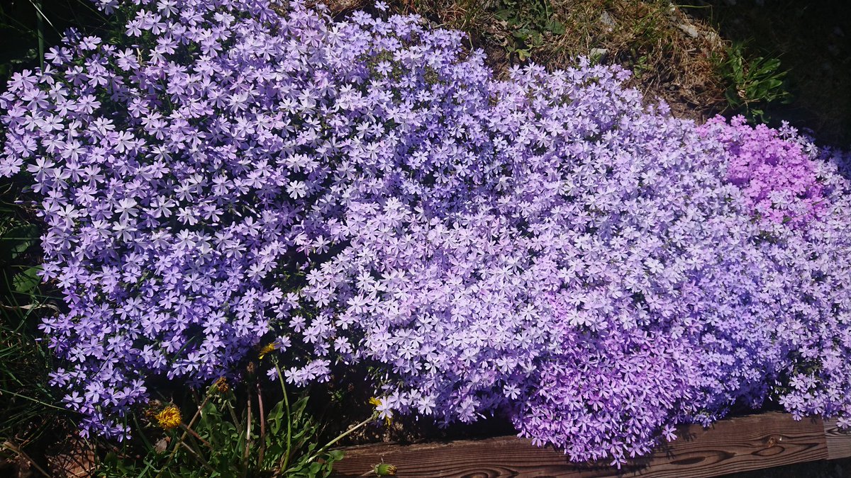tomisawaman's tweet photo. 庭の芝桜が満開になりました。病院とは何の関係もありません！ https://t.co/6AvQxswAyY