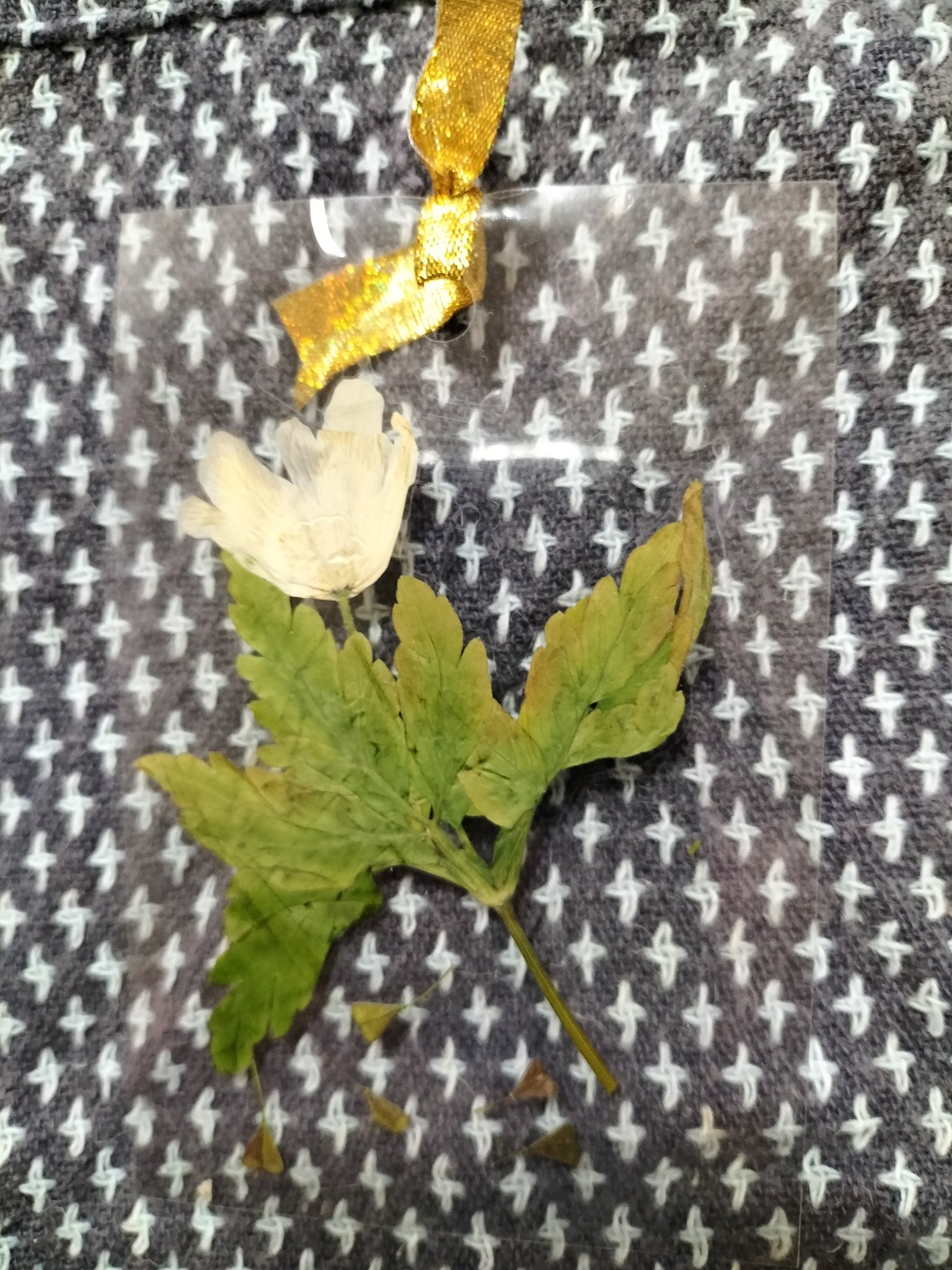 押し花しおり Twitter Search Twitter