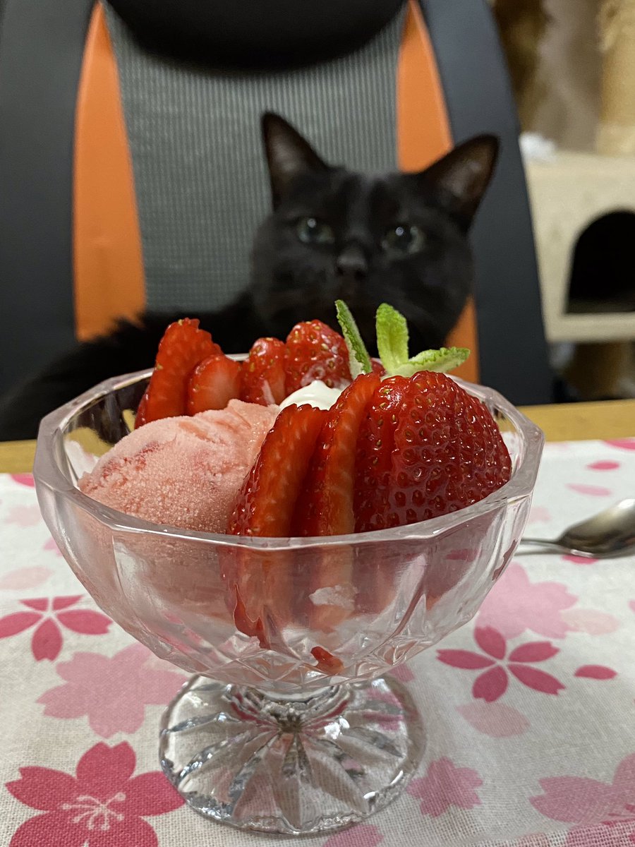 いちごパフェ🐈‍⬛

＃K家の日常　#ねこ　＃パフェ　#スイーツ　#猫のいる暮らし