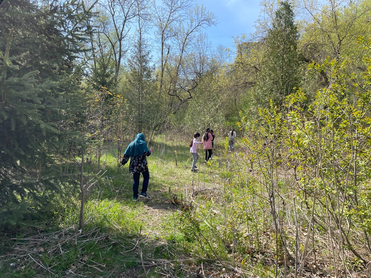 Ss enjoyed exploring local green spaces, how to tell the height + age of conifers & id'ing birds + turtles. Les élèves ont aimé explorer les espaces verts locaux, déterminer la hauteur+l'âge des conifères & identifier des oiseaux+tortues.@TDSB_Grenoble @EcoSchoolsTDSB @TDSB_fsl