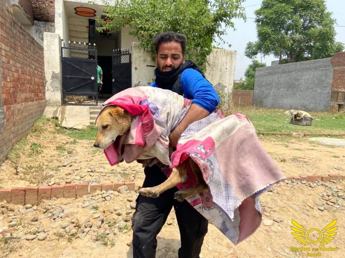 GuardiansVoice's tweet image. Romi is tumour free now ! 

Complete story (Facebook):

m.facebook.com/story.php?stor…

Complete story (Instagram):

 instagram.com/p/Cdh_Knxj6_E/…