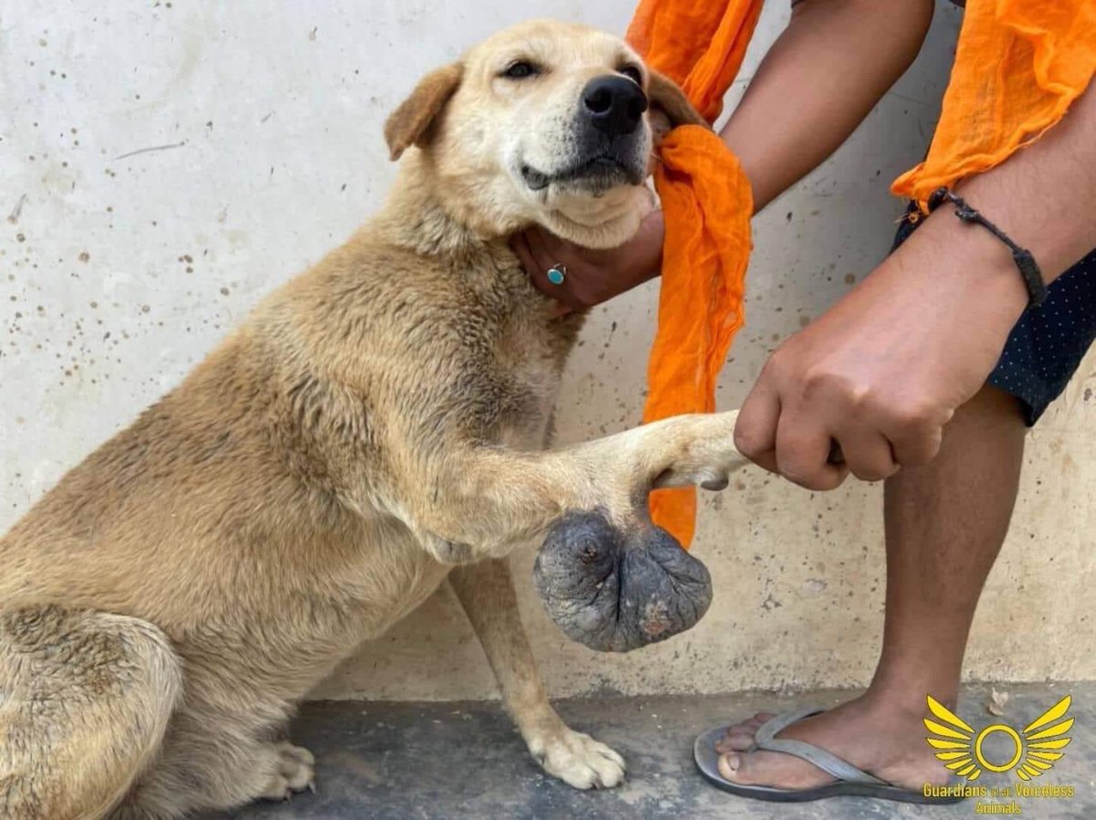 GuardiansVoice's tweet image. Romi is tumour free now ! 

Complete story (Facebook):

m.facebook.com/story.php?stor…

Complete story (Instagram):

 instagram.com/p/Cdh_Knxj6_E/…