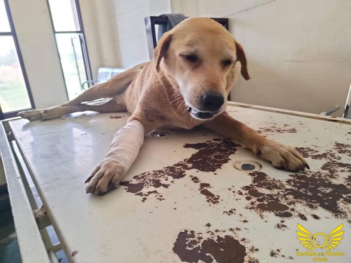 GuardiansVoice's tweet image. Romi is tumour free now ! 

Complete story (Facebook):

m.facebook.com/story.php?stor…

Complete story (Instagram):

 instagram.com/p/Cdh_Knxj6_E/…