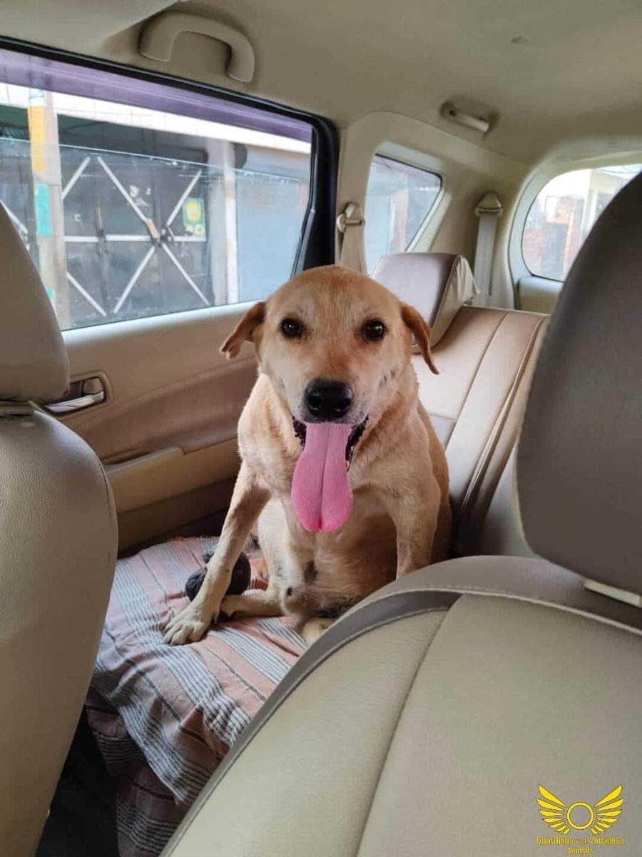 GuardiansVoice's tweet image. Romi is tumour free now ! 

Complete story (Facebook):

m.facebook.com/story.php?stor…

Complete story (Instagram):

 instagram.com/p/Cdh_Knxj6_E/…