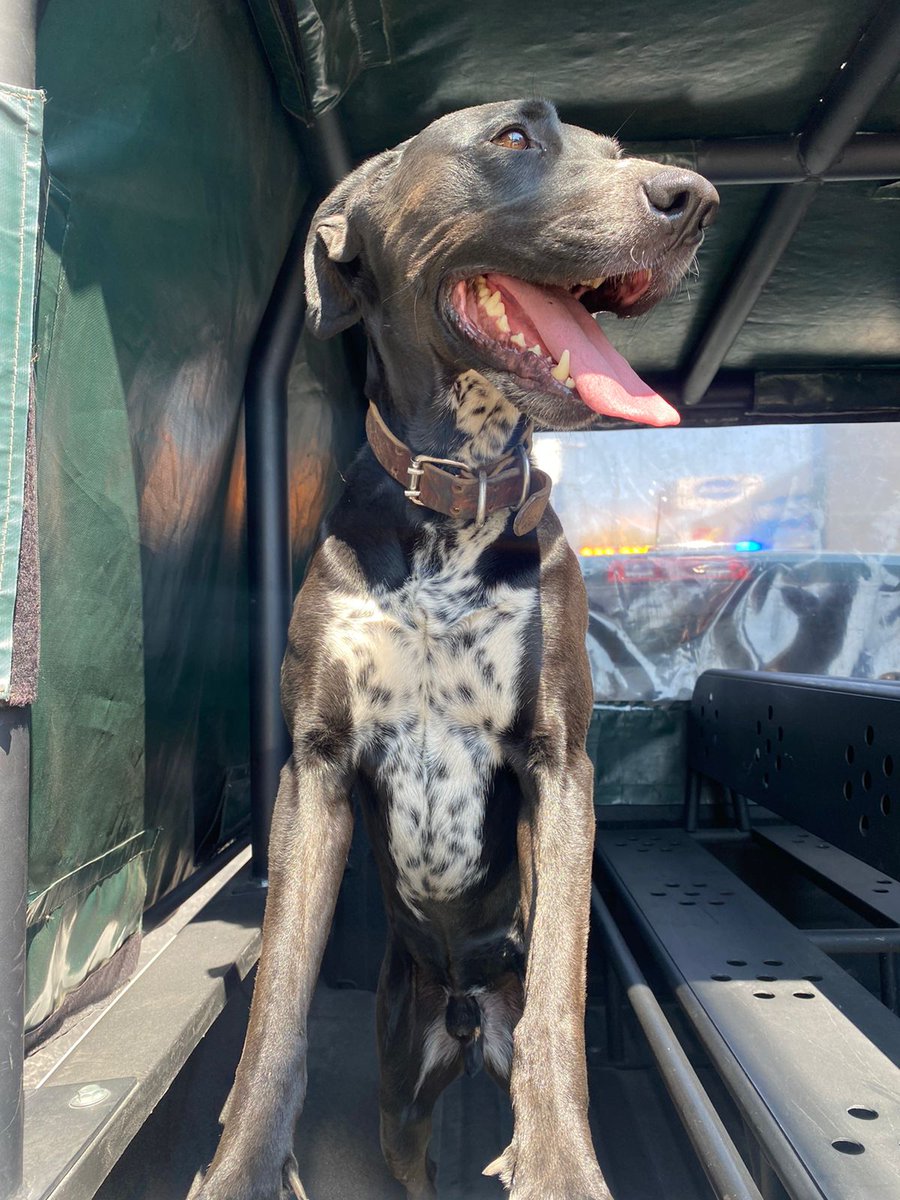 Dturquoise's tweet photo. Perro perdido, lo encontramos frente a Acora Pedregal. No trae placa, oficial Humberto Issac Pérez súper atento lo resguarda y lo llevará a Sector Universidad (jefatura de policia) Difundir xfa @MascotasSismo @elpedregaldf @MascotaCoyoacan @PrrosPerdidosMX https://t.co/fCk8jpJElq