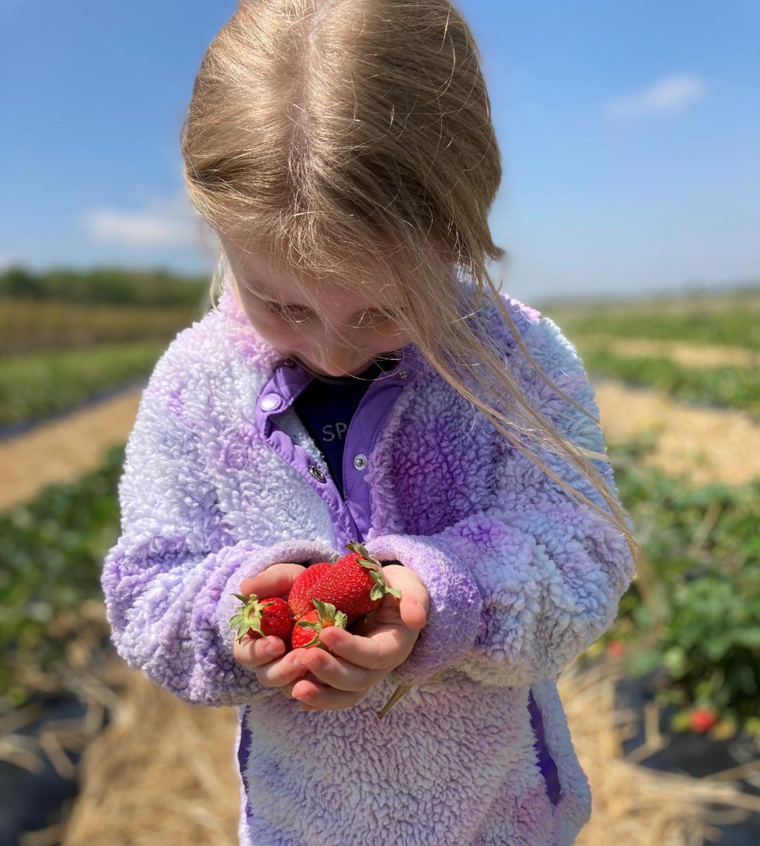 GodfreysFarm's tweet photo. The u-pick strawberry season is here! The patch is open Wednesdays through Sundays during normal market hours. Fields are closed Mondays &amp; Tuesdays. 

Just purchase your buckets in the market &amp; then head out to the patch- no reservations needed!
https://t.co/l7qBqs6vGV https://t.co/MGUFiduTcp