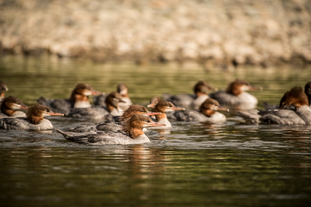 Today, we're recognizing the conservation and importance of migratory birds for World Migratory Bird Day. 

Here in Bella Coola, we're home to intertidal mudflats that support a number of migratory birds.

📸  <a href="/ericmpoulin/">Eric M Poulin</a>

#wmbd2022 #mirgratorybirds #conservation