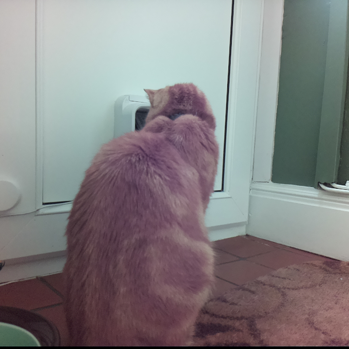 catsinaflap's tweet photo. which one of the fluffy dictators is it? the dumbest and most gosh-darned moggy, such unsettlingly pointed ears. Arrghhhh!. https://t.co/n9Q8lANfWU