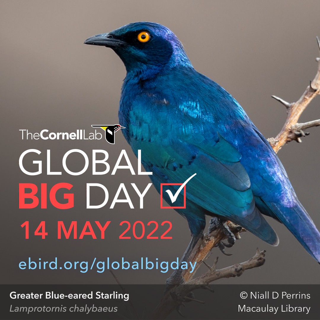 Dr. Sam T. IVANDE (@ivandesamtee) on Twitter photo All 55 bird species recorded with the <a href="/Team_eBird/">eBird</a> eBird app; identification for some species aided by the <a href="/Africabirdclub/">African Bird Club</a> Birds of Africa app. All bird species also entered towards the #GlobalBigDay!
cc: <a href="/ProtectSpecies/">Global Center for Species Survival</a>
<a href="/BirdNigeria/">Nigeria Bird Atlas Project</a> <a href="/aploritwit1/">APLORI</a> All 55 bird species recorded with the <a href="/Team_eBird/">eBird</a> eBird app; identification for some species aided by the <a href="/Africabirdclub/">African Bird Club</a> Birds of Africa app. All bird species also entered towards the #GlobalBigDay!
cc: <a href="/ProtectSpecies/">Global Center for Species Survival</a>
<a href="/BirdNigeria/">Nigeria Bird Atlas Project</a> <a href="/aploritwit1/">APLORI</a>