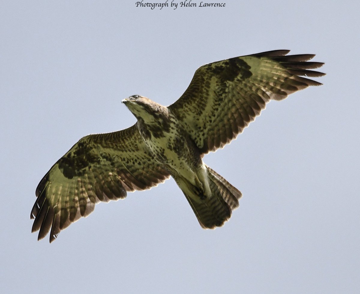 Common Buzzard overhead.. #BirdsofTwitter #bird #BirdsPhotography #birdsofprey #commonbuzzard #wildlife #NaturePhotography #nature