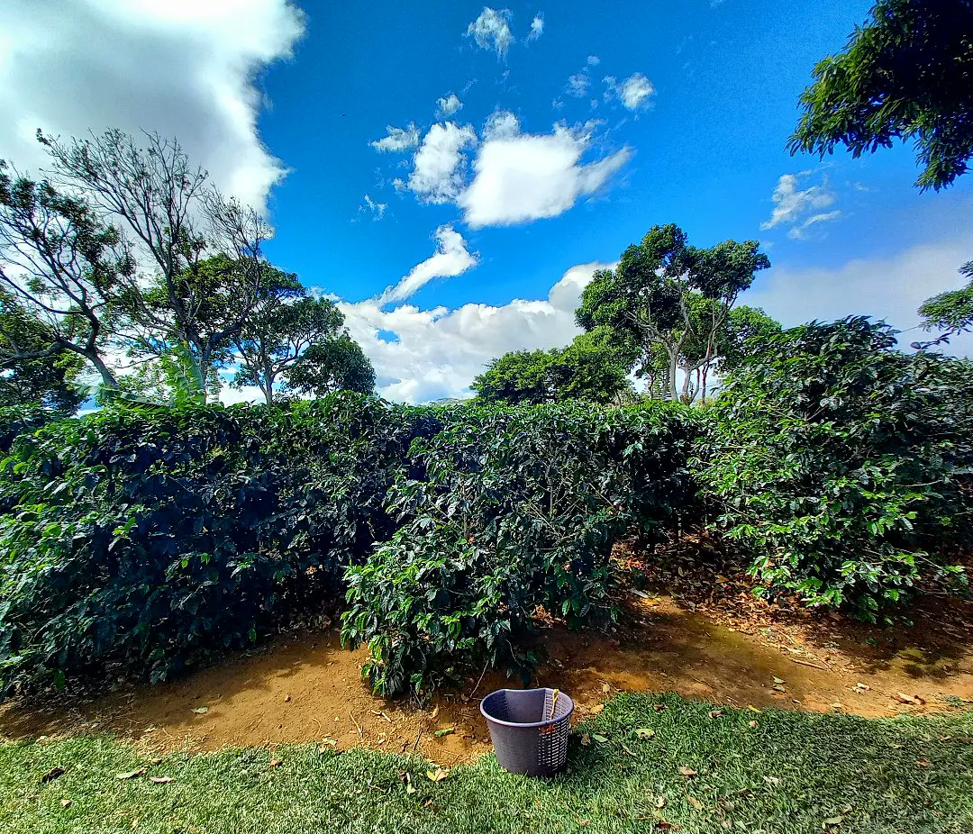 SlowCostaRica's tweet photo. En route pour la découverte du café, le grain d'or, au cœur de la plantation  de Doka Estate Coffe Tour https://t.co/bCG8LiAVnt

 #café #costarica #nature #agriculture #plantation #coffee #voyage #travel #vacances #arbres #tree #coffeetime #coffeelover #puravida https://t.co/RW7BSvN8bP