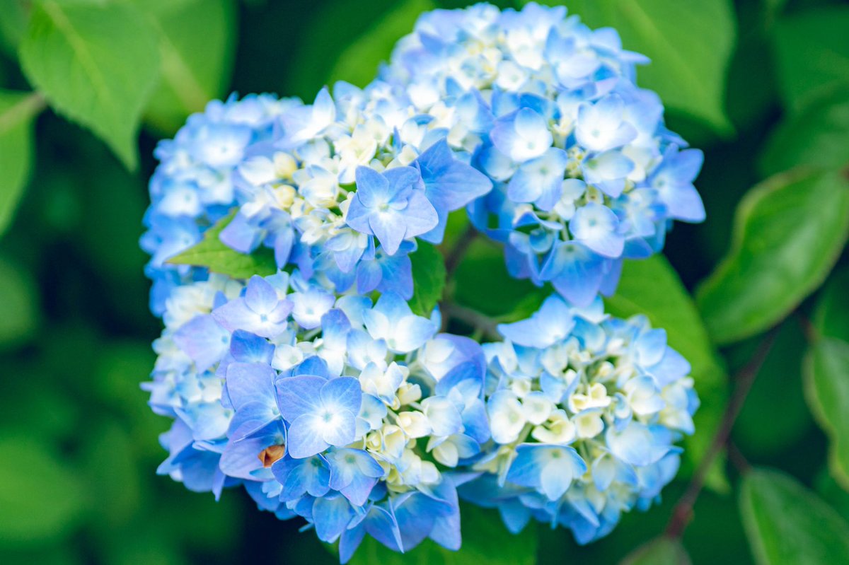 ShimikenS's tweet photo. 吉祥寺行く途中見つけた紫陽花
もうすぐ梅雨だね
#紫陽花
#お散歩フォト https://t.co/frbSPpTiSG