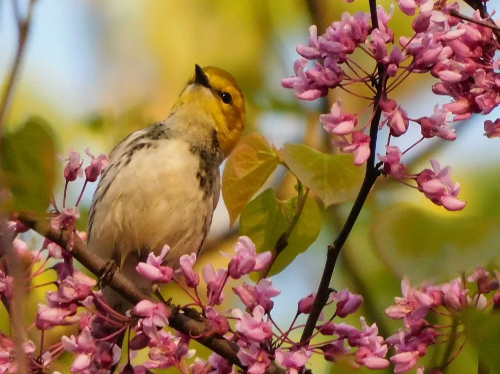 tphilographics's tweet photo. Black-Throated Green Warbler May 2022 #warblers #birds #spring #blooms #flowers #ohio #wildlife https://t.co/XOxTNK2lji