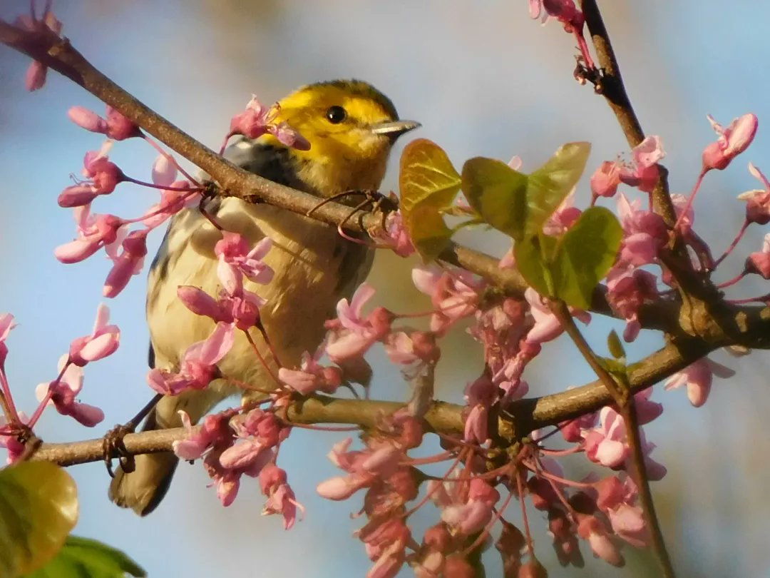 tphilographics's tweet photo. Black-Throated Green Warbler May 2022 #warblers #birds #spring #blooms #flowers #ohio #wildlife https://t.co/XOxTNK2lji