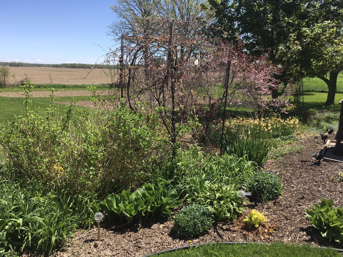 MarkC_289's tweet photo. Love this time of year when the colours really start to appear, particularly when our old Flowering Crabapple tree is in bloom.
All the Hosta have reappeared but are not yet in full foliage, but the Dwarf Irises did well this year.
#gardening #gardeners #YardWorkOut https://t.co/5NzwTI80HK