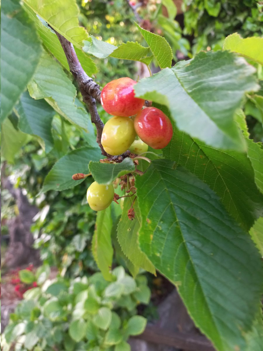 Ciliege Time
Pochi giorni e sono pronte, senza nessun trattamento. Albero a Elmo by Sorano
.
.
.
#ferieintoscana 
#food
#maremma
#toscana