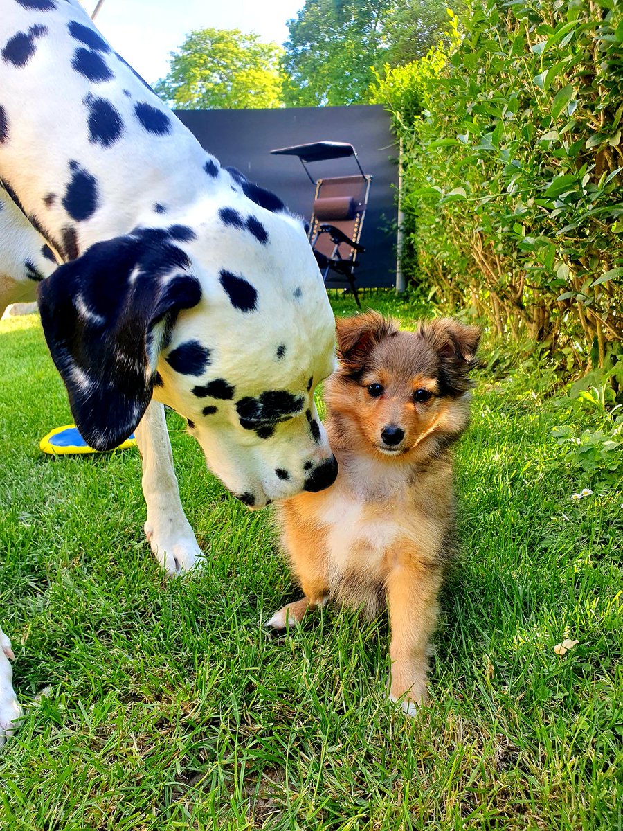 Peppermint Patty tweet media