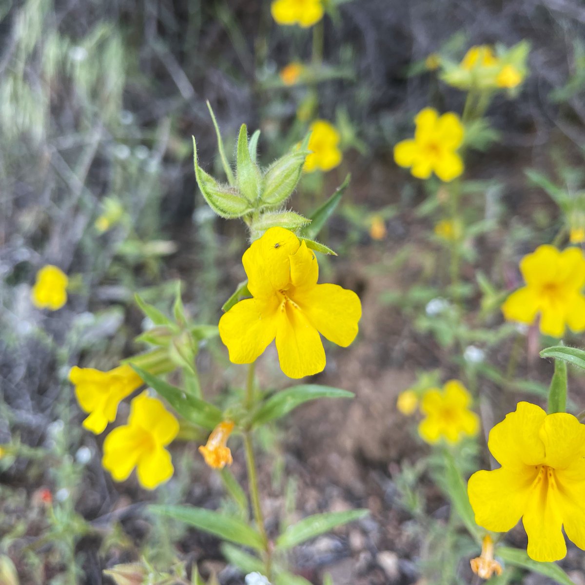 naomibot's tweet photo. I think we could all use a little flower therapy right now. This is #Diplacus brevipes (wide-throat yellow monkeyflower) looking like a ray of sunshine in the chaparral. #Phrymaceae https://t.co/cfx3TDfQCx